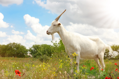 Photo of Beautiful white goat in field. Animal husbandry
