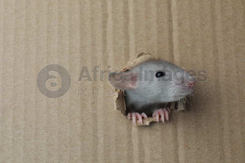 Photo of Cute rat looking through hole in cardboard sheet. Space for text