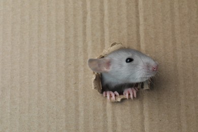 Photo of Cute rat looking through hole in cardboard sheet. Space for text