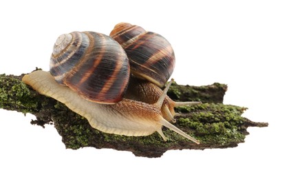Photo of Common garden snails crawling on tree bark against white background