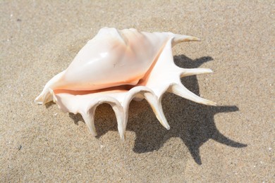 Photo of Sandy beach with beautiful seashell on sunny day
