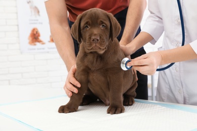 Man with his pet visiting veterinarian in clinic. Doc examining Labrador puppy