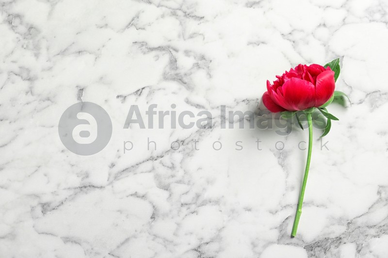 Beautiful blooming peony flower on marble background