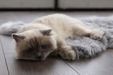 Beautiful fluffy cat lying on warm floor in room. Heating system