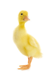 Photo of Cute fluffy baby duckling on white background