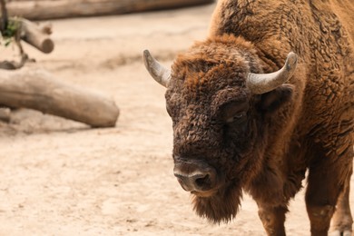 Photo of American bison in zoo enclosure, space for text