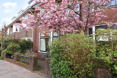 Photo of Beautiful shrubs and blossoming cherry tree near house