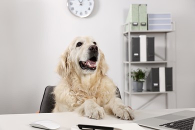 Cute retriever sitting at table near laptop in office. Working atmosphere