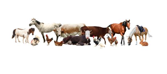 Image of Collage of different farm animals on white background. Banner design