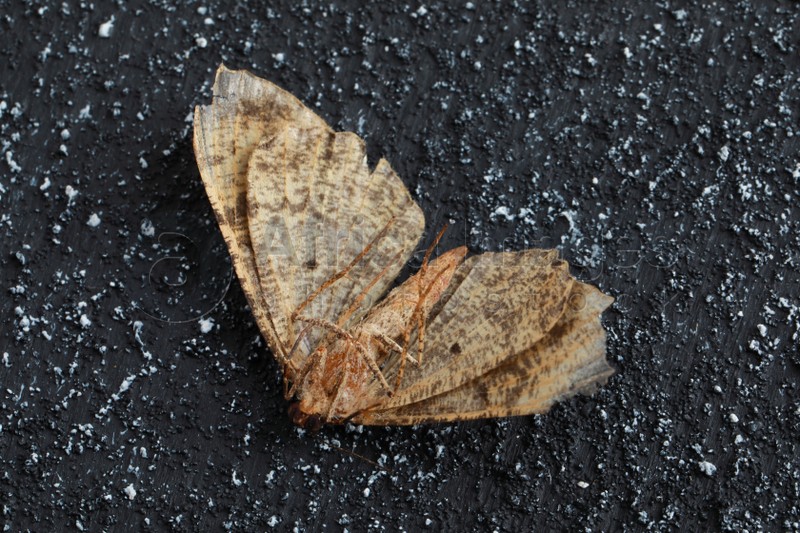 Photo of Dying alcis repandata moth on black textured background, closeup