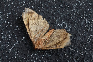 Dying alcis repandata moth on black textured background, closeup