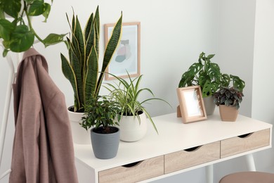 Different beautiful house plants on white table indoors