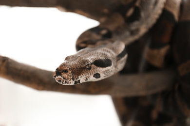Photo of Brown boa constrictor on tree branch outdoors, closeup