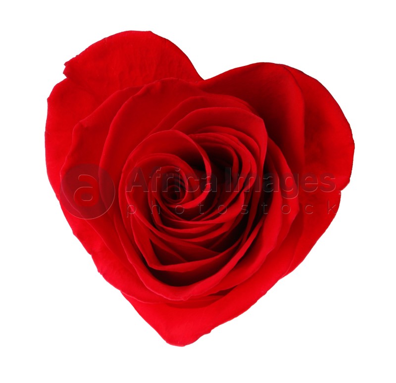 Beautiful red rose in shape of heart on white background