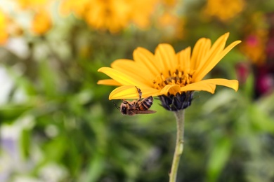 Beautiful flower with honeybee on blurred background. Space for text
