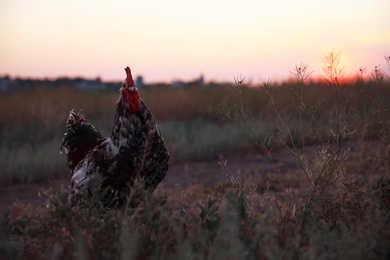 Photo of Big domestic rooster in field at sunrise. Morning time