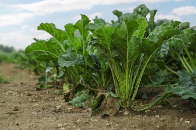 Photo of White beet plants with green leaves growing in field