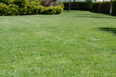 Photo of Lawn with bright green grass and shrubs on sunny day