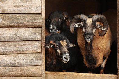 Beautiful ram and sheep in zoo enclosure