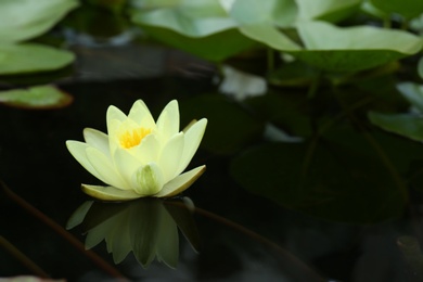 Beautiful blooming white lotus flower in pond