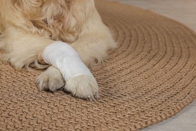 Cute golden retriever with bandage on paw at home, closeup. Space for text