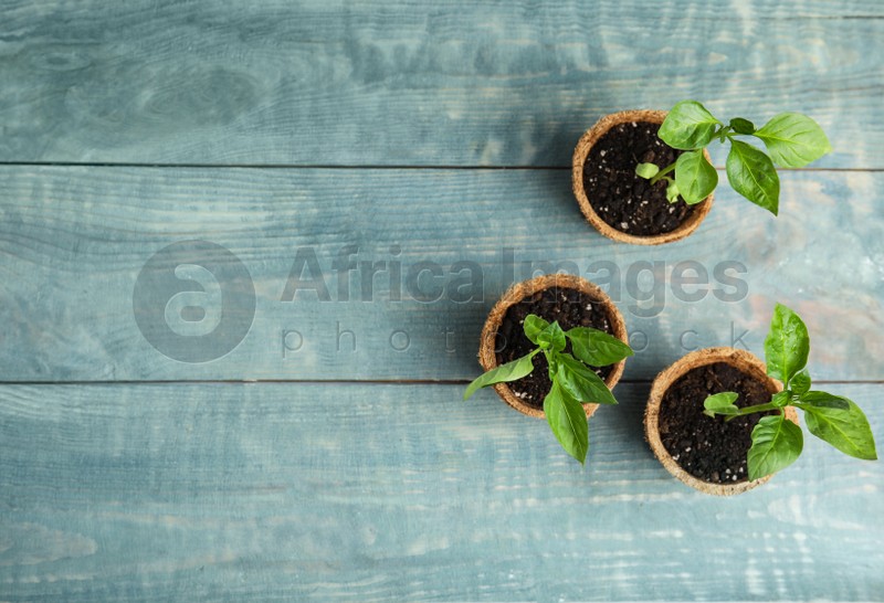 Photo of Vegetable seedlings in peat pots on blue wooden table, flat lay. Space for text