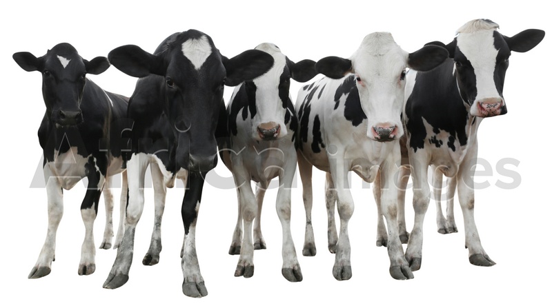 Cute cows on white background, banner design. Animal husbandry