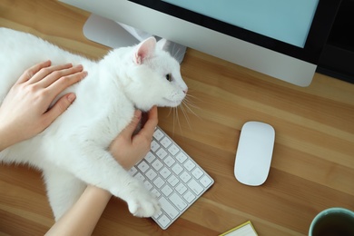 Adorable white cat lying on keyboard and distracting owner from work, top view