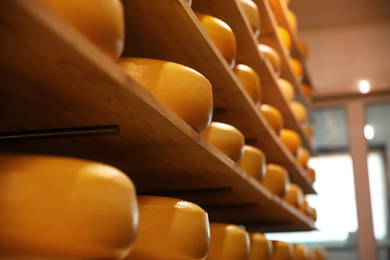 Fresh cheese heads on rack in factory warehouse