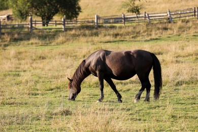 Horse grazing at green pasture. Lovely pet