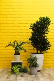 Many different houseplants near yellow brick wall in room