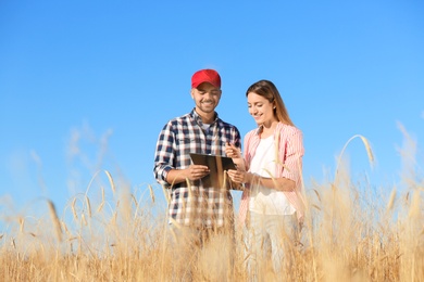 Photo of Agronomists in wheat field. Cereal grain crop