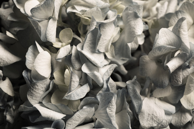 Beautiful fresh hydrangea flowers as background, closeup. Floral card design with dark vintage effect