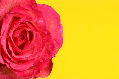 Beautiful pink rose flower with water drops on yellow background, closeup. Space for text