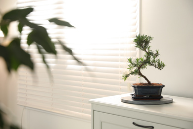 Japanese bonsai plant on cabinet indoors, space for text. Creating zen atmosphere at home