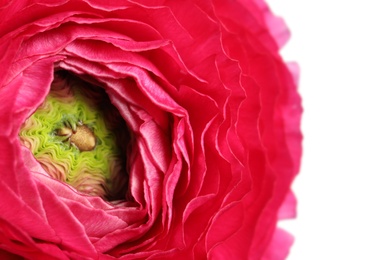 Closeup view of beautiful delicate ranunculus flower