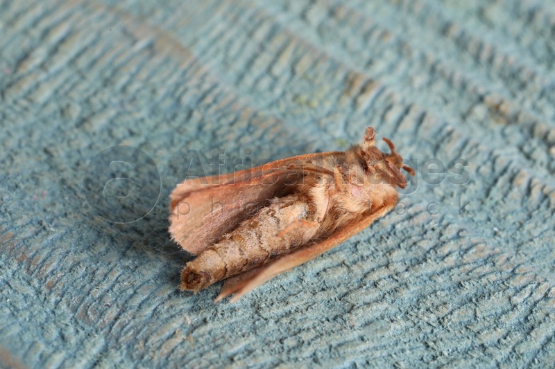 Photo of Brown common clothing moth on light textured background, closeup