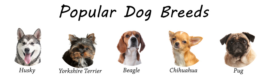 Set of different adorable dogs on white background. Most popular breeds. Banner design