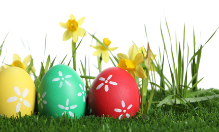 Colorful Easter eggs and daffodil flowers in green grass against white background