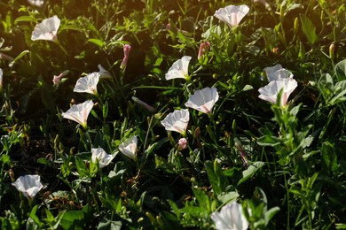 Photo of Beautiful white bindweed flowers growing in garden