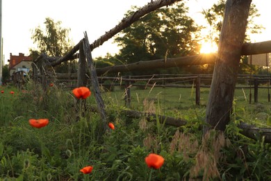 Photo of Picturesque view of countryside with wooden fence and blooming red poppies in morning