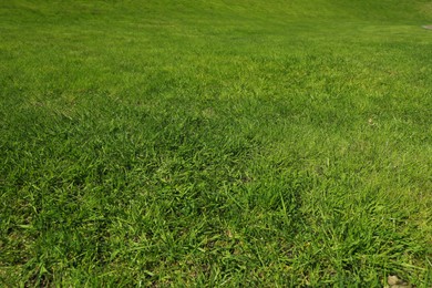 Photo of Fresh green grass as background, closeup view