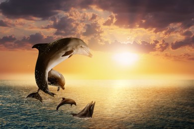 Beautiful bottlenose dolphins jumping out of sea at sunset 