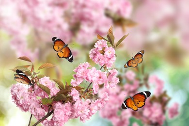 Beautiful sakura tree branch with delicate pink flowers and flying butterflies outdoors 