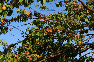 Branches with delicious ripe apricots on tree against sky
