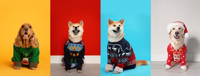Cute dogs in Christmas sweaters on color backgrounds. Banner design