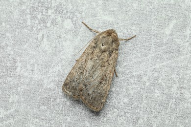 Paradrina clavipalpis moth on light grey textured background, top view