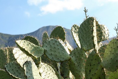 Beautiful view of cacti with thorns against blue sky and mountains, closeup