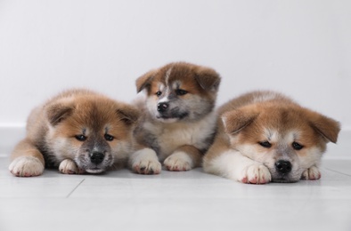 Adorable Akita Inu puppies on floor near light wall