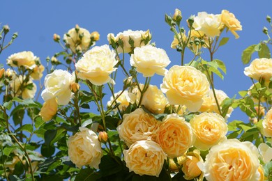 Beautiful yellow rose flowers blooming against blue sky